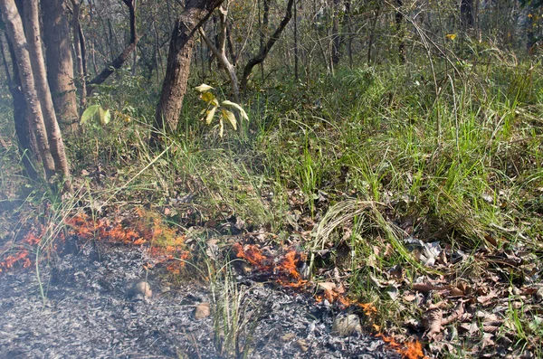 Incendio forestal en Nepal — Foto de Stock