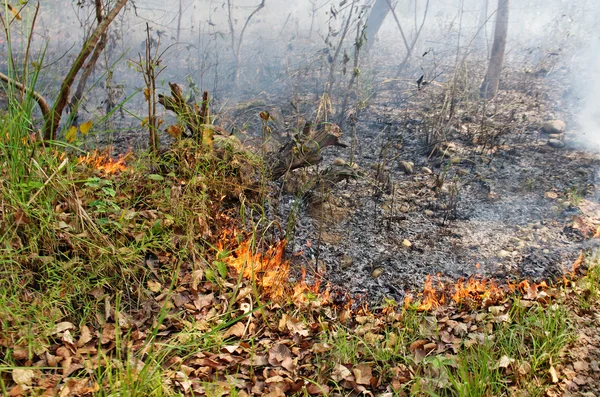 Incendio forestal en Nepal — Foto de Stock