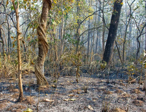 Incendio forestal en Nepal — Foto de Stock