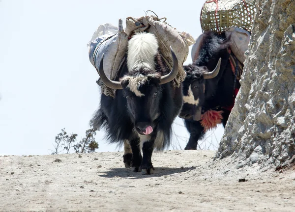 Yaks sur le sentier — Photo