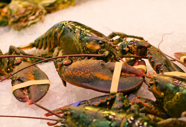 Buena langosta fresca — Foto de Stock