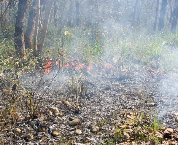 Fogo selvagem em Chitwan — Fotografia de Stock