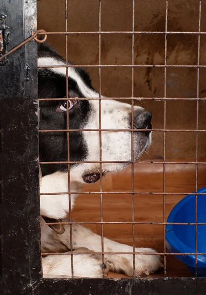 Dog sitting in a cage. — Stock Photo, Image