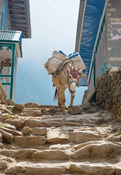 在山区村庄的驴 — 图库照片