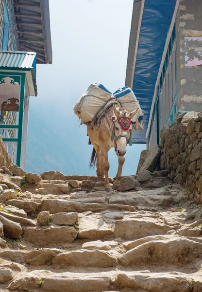 Burro na aldeia de montanhas — Fotografia de Stock