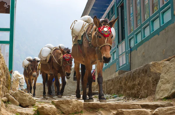 Donkeys in mountains in village — Stock Photo, Image