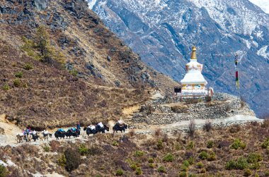 Yaks Everest ana kampı