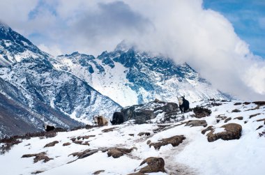 Yaks: Sagarmatha Milli Parkı'nda