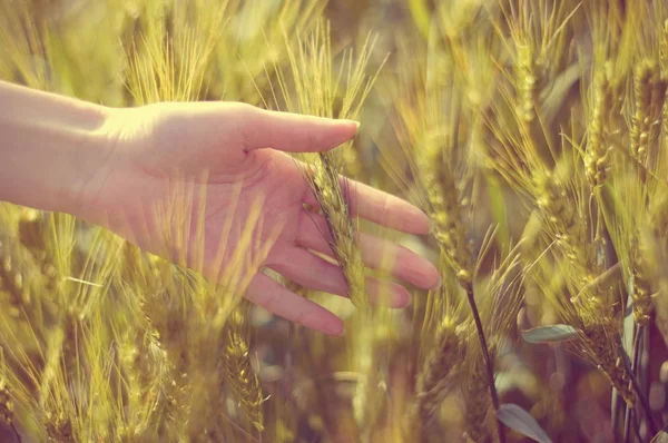 Ręka z pszenica uszy — Zdjęcie stockowe
