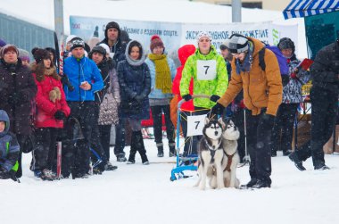 kızak köpek yarışı