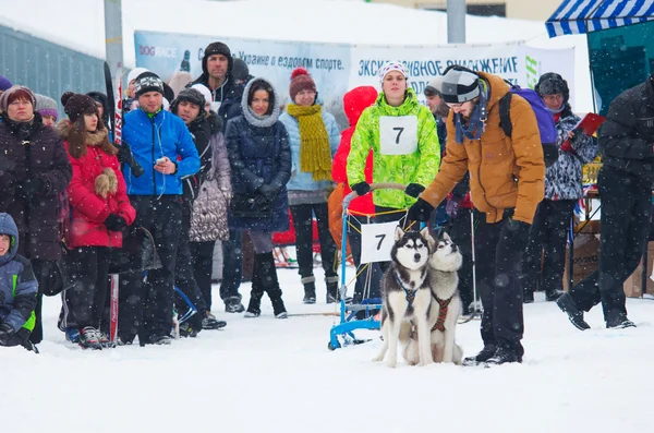 Sled dog race — Φωτογραφία Αρχείου