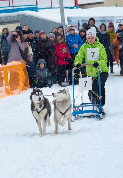 Sled dog race — Stockfoto