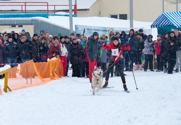 Sled dog race — Φωτογραφία Αρχείου