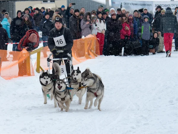 Sled Dog Race — Stock Photo, Image