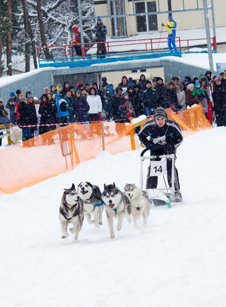 Sled Dog Race — Stock Photo, Image
