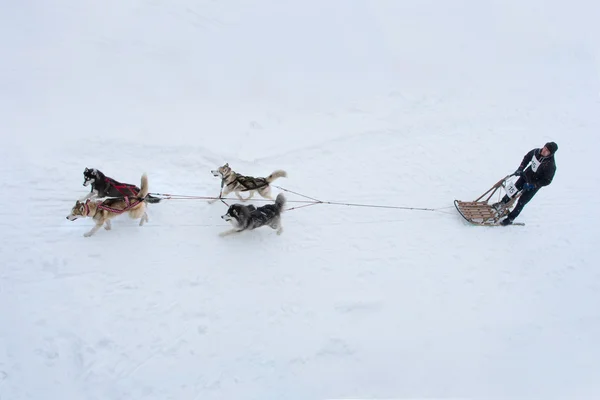 Sled dog race — Φωτογραφία Αρχείου