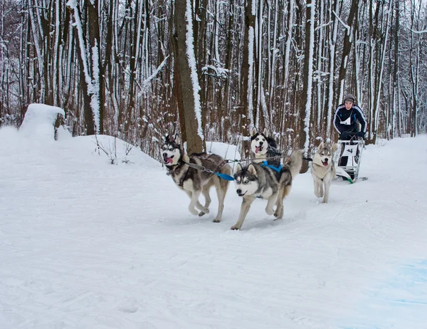 Course de chiens de traîneau — Photo