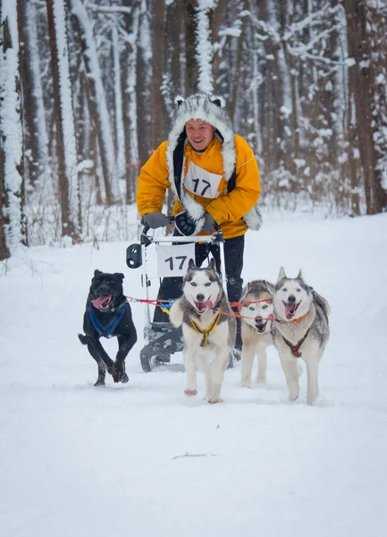 Schlittenhunderennen — Stockfoto