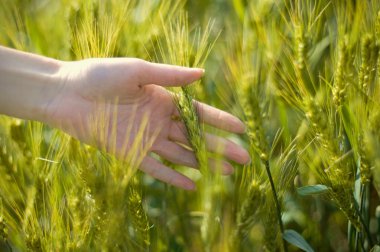 buğday alanında el