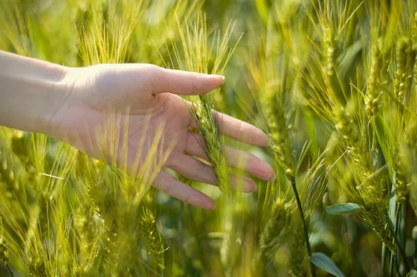 Main dans le champ de blé — Photo