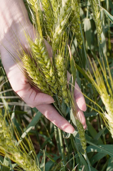 Hand in wheat field — Stock Photo, Image