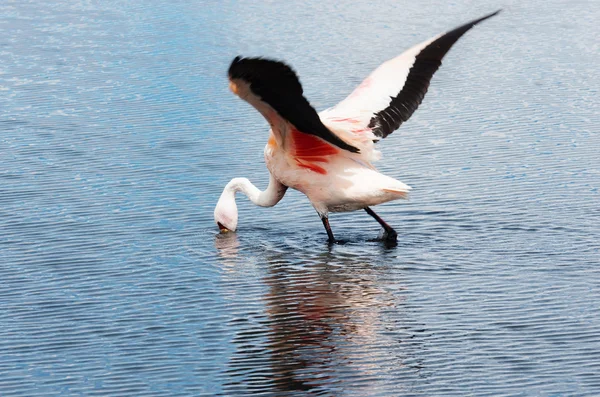 Pink flamingo in Lake Stock Picture