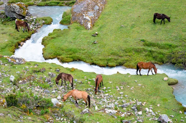 Paisaje en Andes con caballos — Foto de Stock