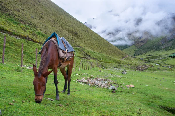 Andes içinde at ile manzara Telifsiz Stok Imajlar