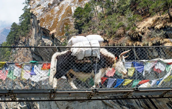 Everest köprüde yak — Stok fotoğraf