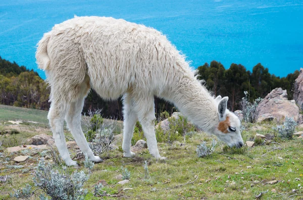 Lama op eiland van de zon — Stockfoto