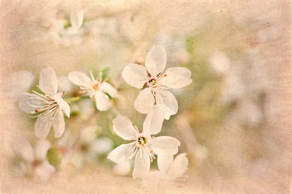 Floraison printanière — Photo