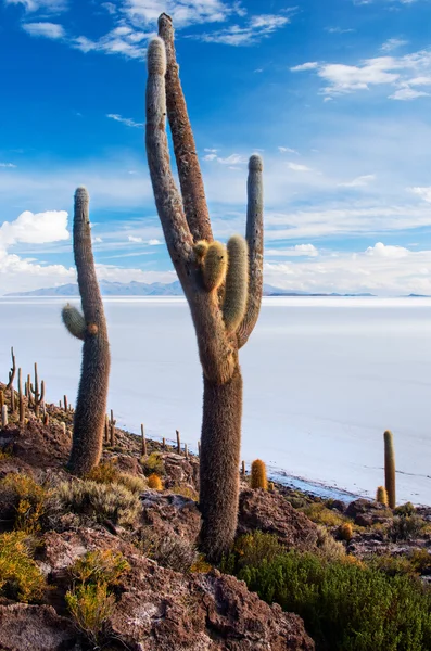 Cactussen op incahuasi eiland — Stockfoto