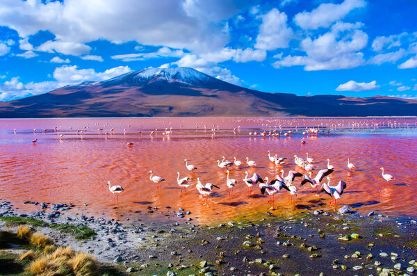 Flamingos in Laguna Colorada , Uyuni, Bolivia