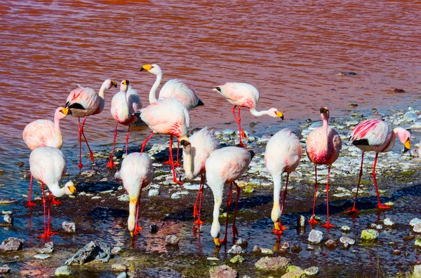 Plameňáci v laguna colorada — Stock fotografie