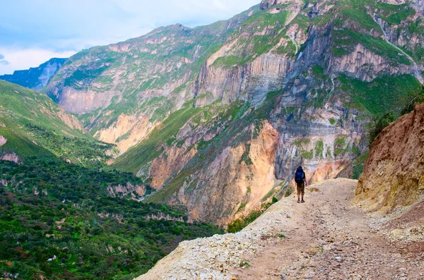 Cañón Colca y el hombre en una roca — Foto de Stock