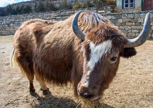 Close-up of yak on the trail — Stock Image Close-up of yak on the trail Royalty Free Stock Images