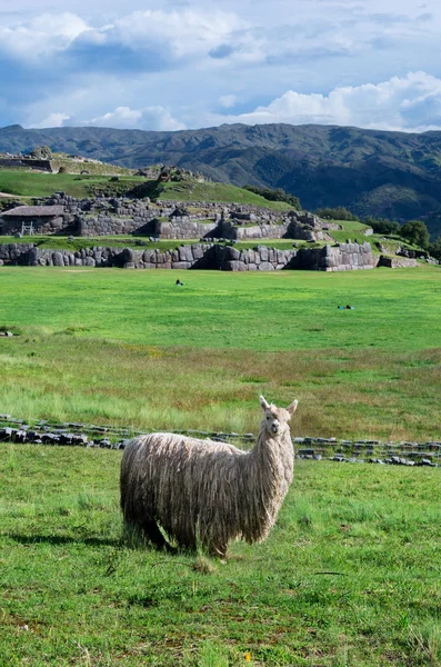 Lama om zelené trávy — Stock fotografie