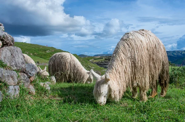 Lamas sur herbe verte — Photo