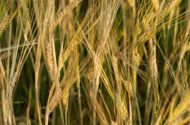 Buğday alan yakın çekim