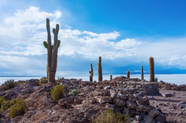 salar de uyuni Island'da görülmektedir