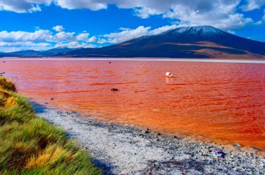 Laguna Colorada flamingolar