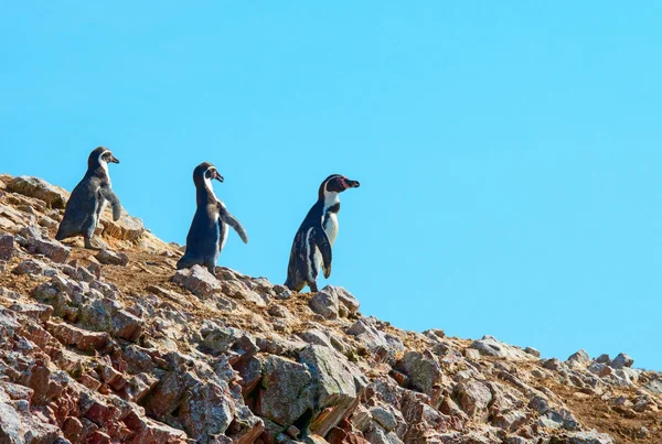 Pingüinos de Humbold, Perú — Foto de Stock