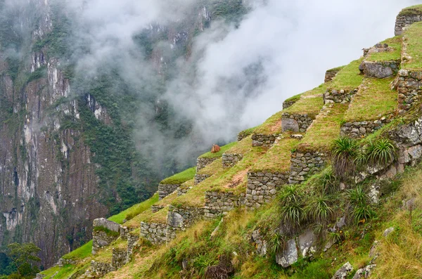 Láma Machu Picchu, Peru — Stock Fotó