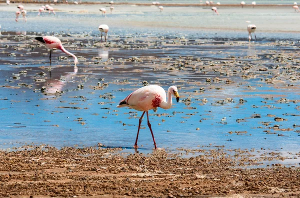 Różowe flamingi w jeziorze — Zdjęcie stockowe