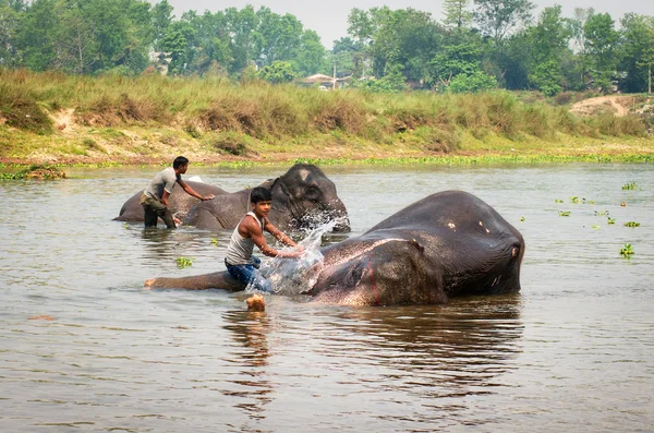 Elefant schwimmt im Fluss — Stockfoto