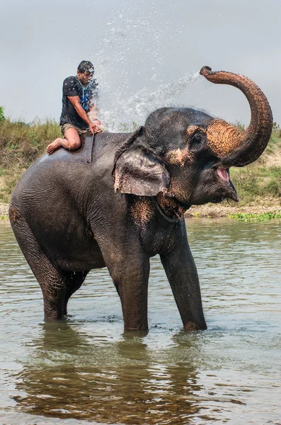 Elefant schwimmt im Fluss — Stockfoto