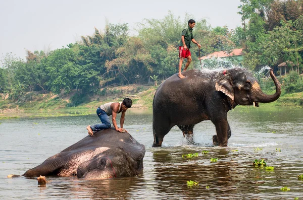 Éléphants nageant dans la rivière — Photo