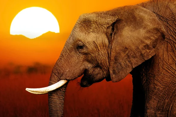 Éléphant au coucher du soleil africain — Photo
