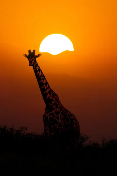 Girafa ao pôr do sol fundo — Fotografia de Stock