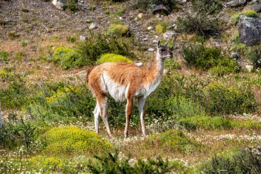 Torres del Paine Ulusal Parkı 'nda Guanaco. Patagonya, Şili